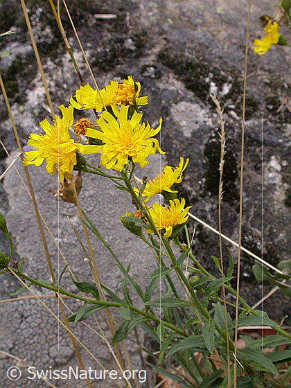 Foto: Doldiges Habichtskraut 
Lat.: Hieracium umbellatum 
Familie: Asteraceae