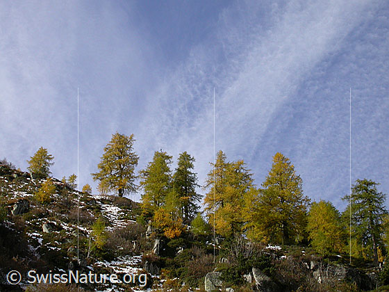 Foto: Herbstlich gefärbter Lärchenwald beim Mässerkeller/Mässeralp.