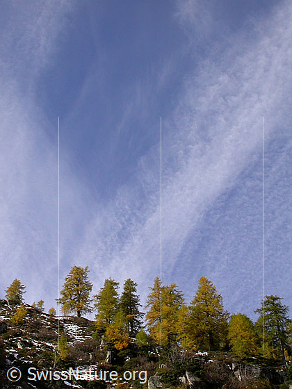 Foto: Herbstlich gefärbter Lärchenwald beim Mässerkeller/Mässeralp.