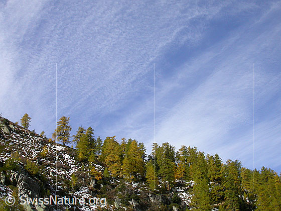Foto: Herbstlich gefärbter Lärchenwald beim Mässerkeller/Mässeralp.