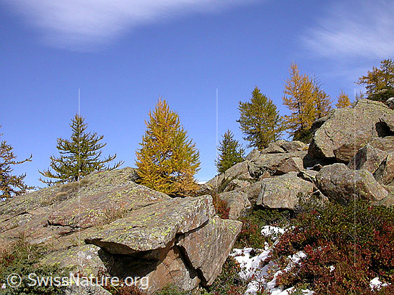 Foto: Auf dem Weg zum Mässersee: Herbstlich gefärbte Lärchen in Felsblöcken.