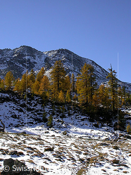 Foto: Blick von dri Stafle Richtung Hockbode/Hirli.  Mit herbstlich gefärbten Lärchen.