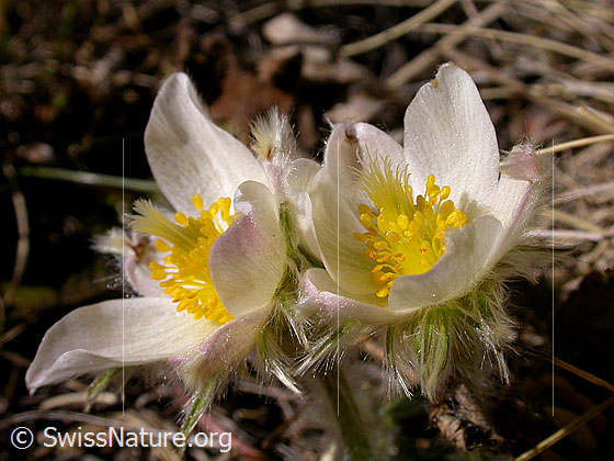 Foto: Blüte der Pelzanemonen, Frühlingsanemone Nur ca. 5cm hohe Exemplare 
Lat.: Pulsatilla vernalis 
Familie: Ranunculaceae (Hahnenfussgewächse)
Unterfamilie: Ranunculoideae
Gattung: Pulsatilla