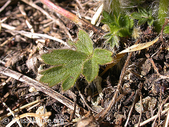 Foto: Blatt der Pelzanemonen, Frühlingsanemone Nur ca. 5cm hohe Exemplare 
Lat.: Pulsatilla vernalis 
Familie: Ranunculaceae (Hahnenfussgewächse)
Unterfamilie: Ranunculoideae
Gattung: Pulsatilla