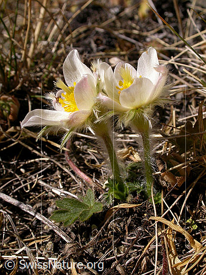 Foto: Pelzanemonen, Frühlingsanemone Nur ca. 5cm hohe Exemplare 
Lat.: Pulsatilla vernalis 
Familie: Ranunculaceae