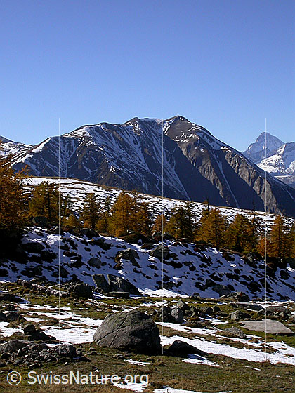 Foto: Breithorn von E (Mälche) Im Vordergrund herbstlich gefärbte Lärchen.
