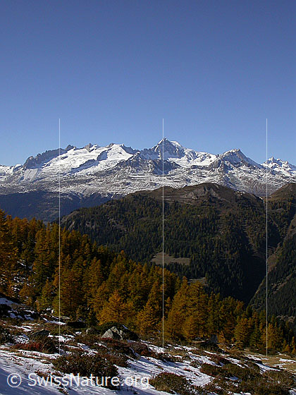 Foto: Blick von Mälche zu den Berner Alpen. Mit herbstlich gefärbten Lärchen.