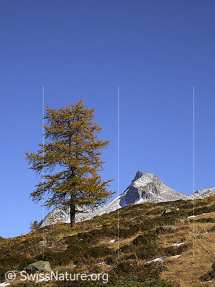 Foto: Unter Schinhorn von W (Mälche) Im Vordergrund herbstlich gefärbte Lärche.