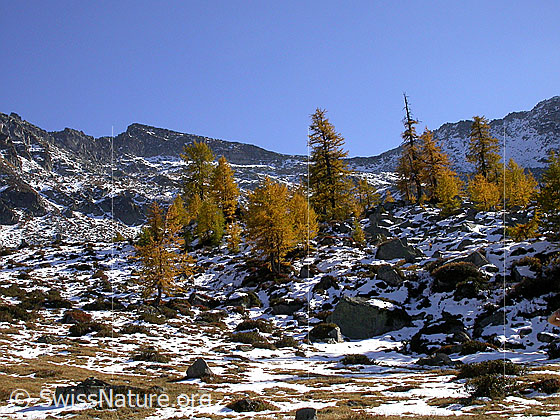 Foto: Lichter, herbstlich gefärbter Lärchenwald bei Mälche. Im Hintergrund das Stockhorn.