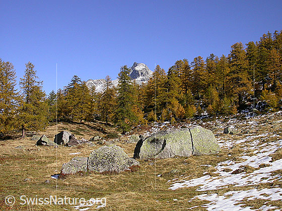 Foto: Urtümliche Landschaft bei Dri Stafle. Lichter, herbstlich gefärbter Lärchenwald mit Schinhorn im Hintergrund.