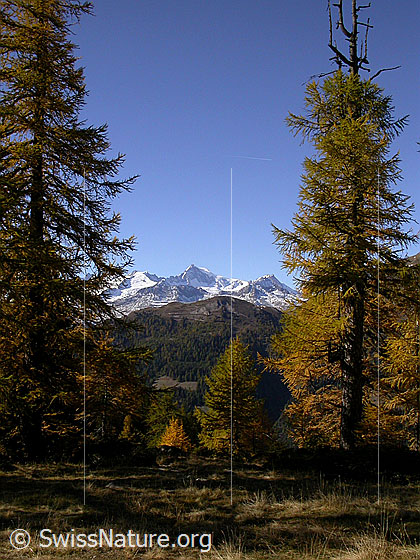 Foto: Blick von Dri Stafle zu den Berner Alpen (Aletschhorn). Mit herbstlich gefärbten Lärchen.