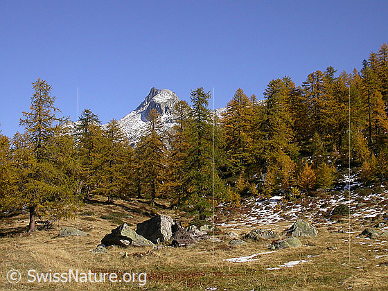 Foto: Urtümliche Landschaft bei Dri Stafle. Lichter, herbstlich gefärbter Lärchenwald mit Schinhorn im Hintergrund.
