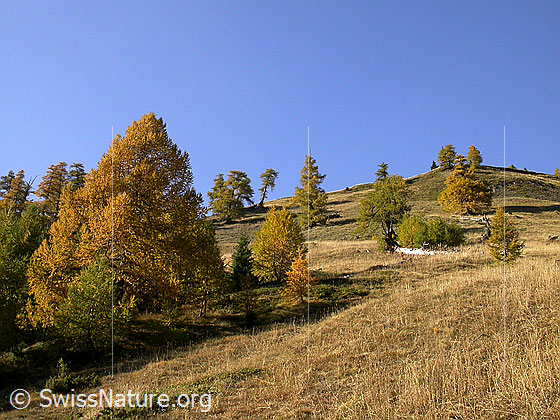 Foto: Lichter, herbstlich gefärbter Lärchenwald bei Stafulstatt. Urtümliche Landschaft.