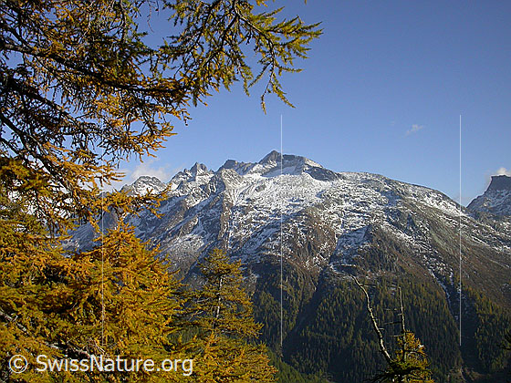 Foto: Blick durch goldgelbe Lärchenzweige auf das Massiv der Schinhörner.