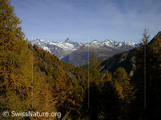 Foto: Im Aufstieg zum Breithorn: Blick durch goldgelben Lärchenwald Richtung Berner Alpen (Finsteraarhorn)