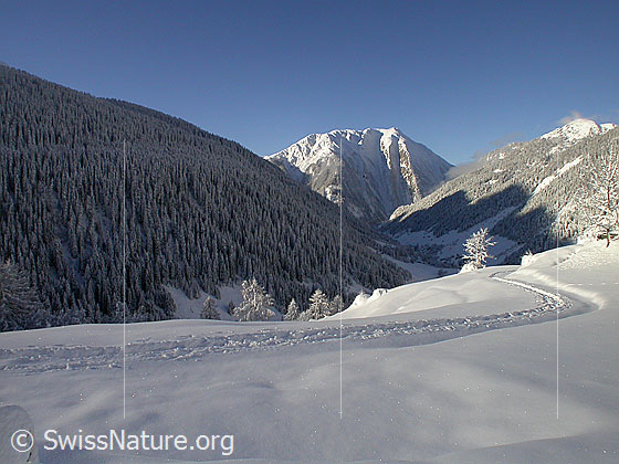 Foto: Spur und kleiner Baum in verschneiter Landschaft bei Heiwmeder. Binntal mit Breithorn.