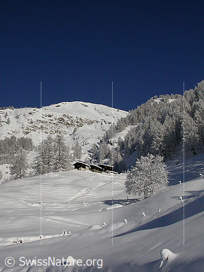 Foto: Verschneite Landschaft bei Schineregmach.