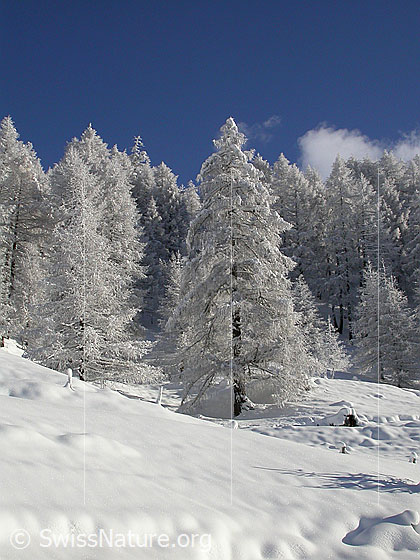 Foto: Verschneite Landschaft mit Lärchenwald bei Heiwmeder.