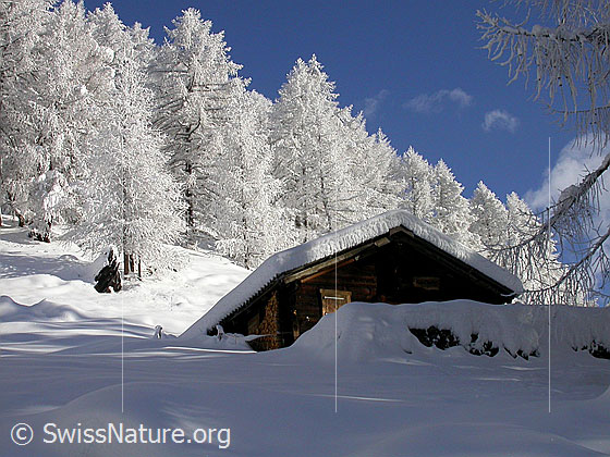 Foto: Verschneiter Lärchenwald mit Hütte.