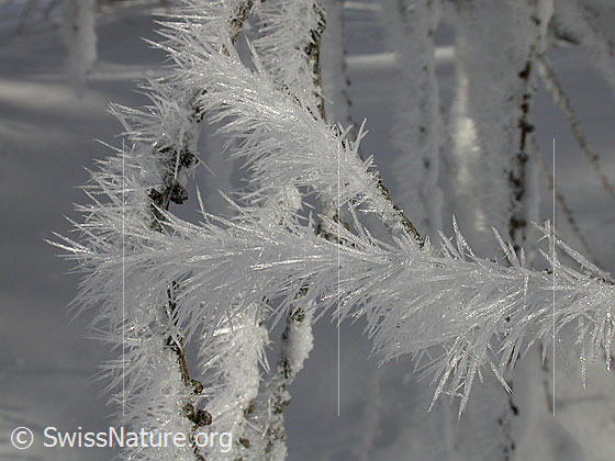 Foto: Schneekristalle an Lärchenzweigen.