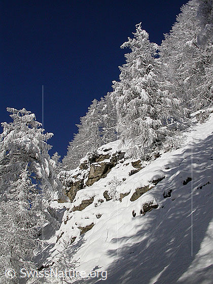 Foto: Verschneiter Lärchenwald mit Felsen.