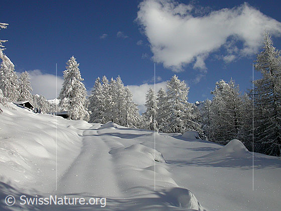 Foto: Verschneite Landschaft unterhalb Eggerebode.