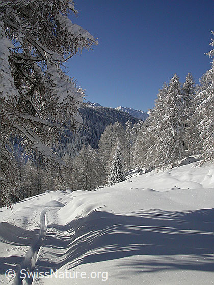 Foto: Verschneite Landschaft mit Skispur bei Eggerebode.