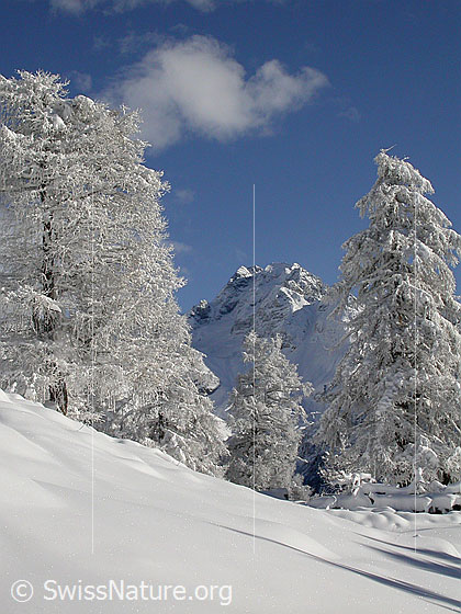 Foto: Verschneite Landschaft mit Ofenhorn und Lärchen bei Eggerebode.
