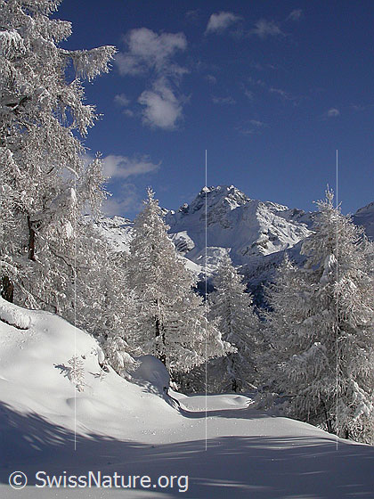 Foto: Verschneite Landschaft mit Ofenhorn und Lärchen bei Eggerebode.