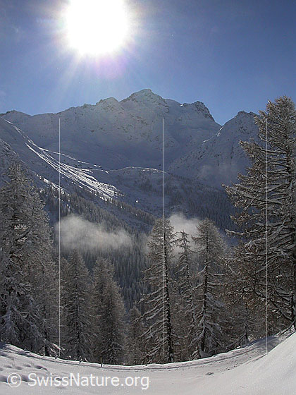Foto: Verschneite Landschaft mit Lärchen und Skispur bei Pt. 1895. Blick zum Schwarzhorn.