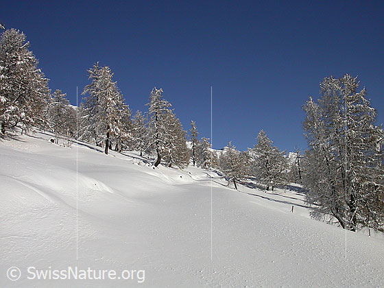 Foto: Verschneite, unberührte Landschaft bei Hanschbiel.