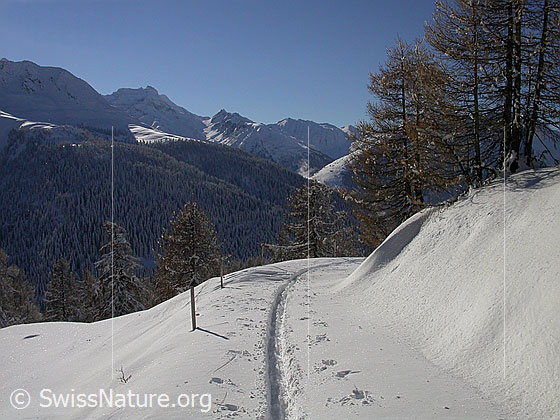 Foto: Verschneite Landschaft mit Lärchen und Skispur bei Hanschbiel. Im Hintergrund: Hillehorn, Saflischtal.