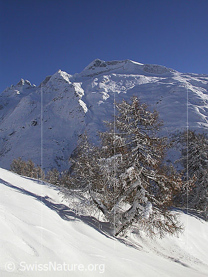 Foto: Verschneite, unberührte Landschaft mit Lärche bei Hanschbiel. Im Hintergrund die Schinhörner.