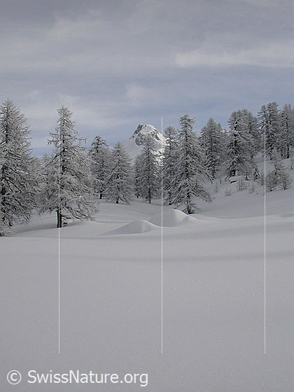 Foto: Unberührte Winterlandschaft mit verschneiten Lärchen und einem Berg (Schinhorn) im Hintergrund.