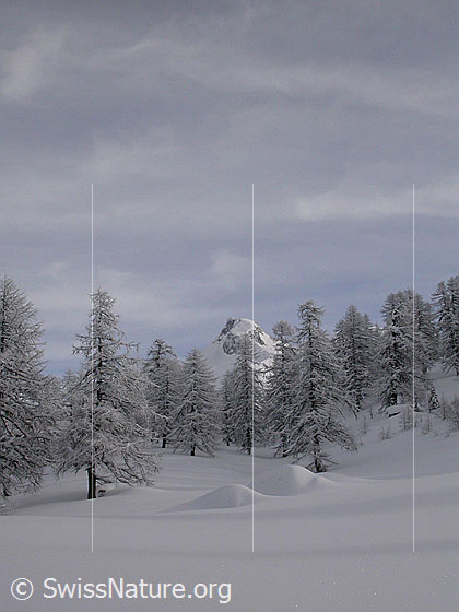 Foto: Unberührte Winterlandschaft mit verschneiten Lärchen und einem Berg (Schinhorn) im Hintergrund.