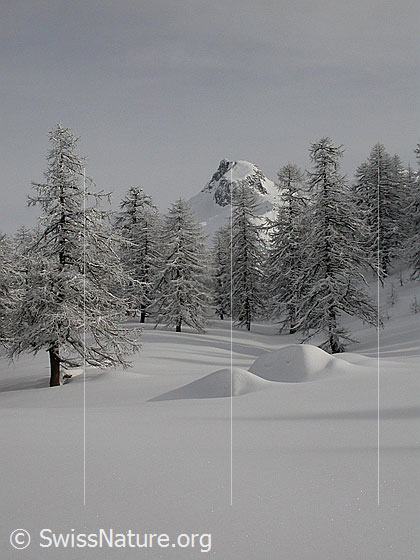 Foto: Unberührte Winterlandschaft mit verschneiten Lärchen und einem Berg (Schinhorn) im Hintergrund.