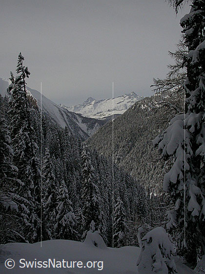 Foto: Blick über das tief verschneite Binntal Richtung Berner Alpen.