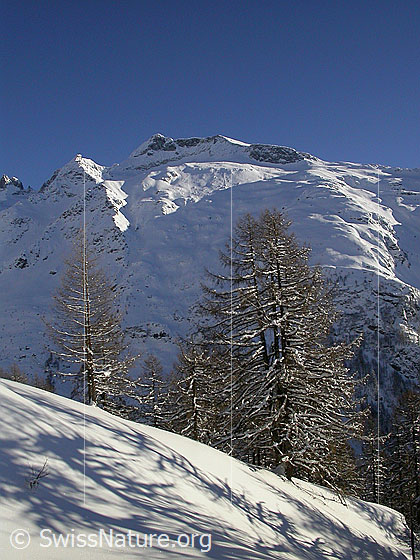 Foto: Unters Schinhorn. Verschneit im Streiflicht. Im Vordergrund einige leicht verschneite Lärchen.