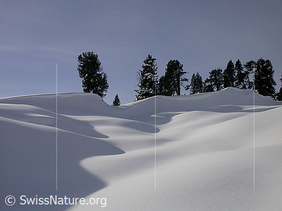 Foto: Winterlandschaft mit Licht, Schatten und Föhren.