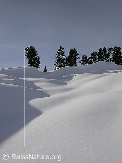 Foto: Winterlandschaft mit Licht, Schatten und Föhren.