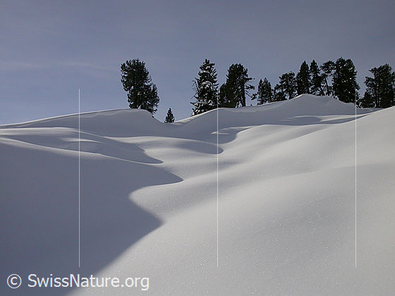Foto: Winterlandschaft mit Licht, Schatten und Föhren.