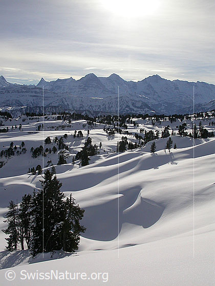 Foto: Im Aufstieg zu den Sieben Hengste: Blick über das winterliche Seefeld zu den Berner Alpen (Finsteraarhorn, Fiescherhörner, Eiger, Mönch und Jungfrau)
