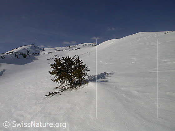 Foto: Im Aufstieg zu den Sieben Hengste: Tännchen unterhalb des Gipfels.