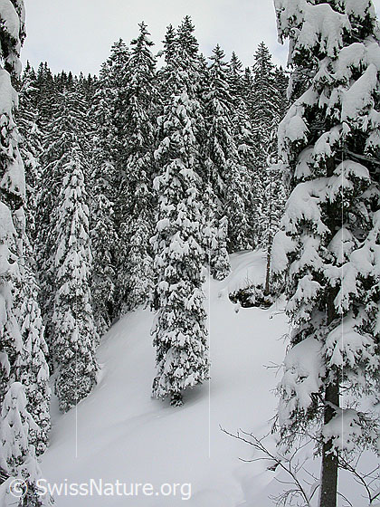Foto: Grünenberg: Tief verschneiter Tannenwald.