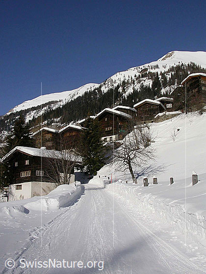 Foto: Winterliches Imfeld