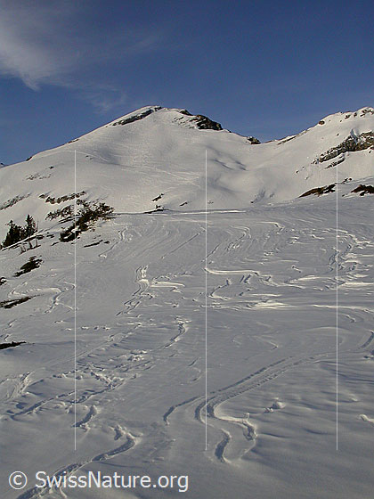 Foto: Im Aufstieg zunm Türstenhäuptli: Blick zum Schibengütsch. Im Vordergrund interessant geformter Schnee.
