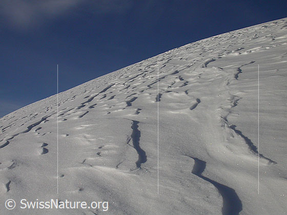 Foto: Im Aufstieg zum Türstenhäuptli: Interessant geformte Schneeoberfläche mit blauem Himmel.