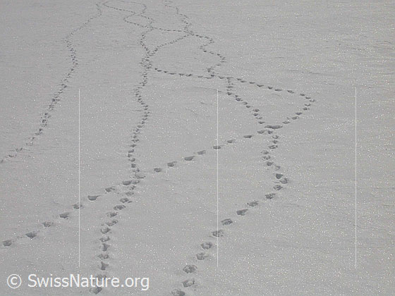 Foto: Spuren von Birkhähnen im Schnee.