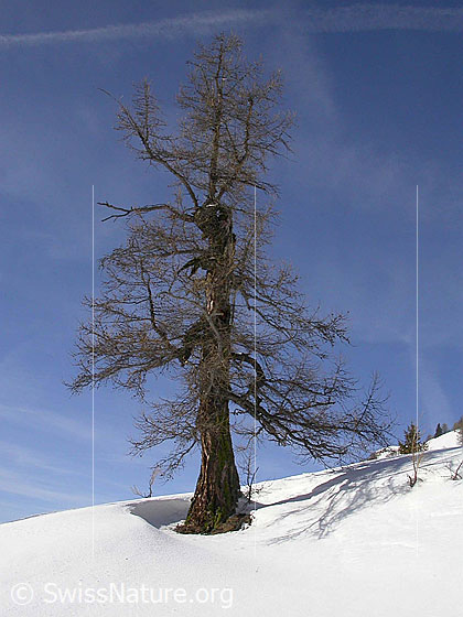 Foto: Lärche im Winter.