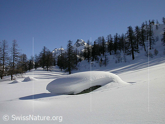 Foto: Unberührte Landschaft mit lichtem Lärchenwald bei Dri Stafle. Im Hintergrund das Schinhorn.